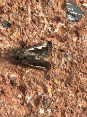 Didugua argentilinea