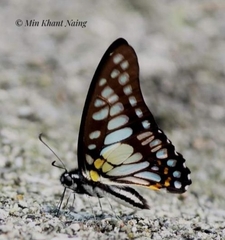 Graphium chironides