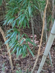Phyllostachys aurea