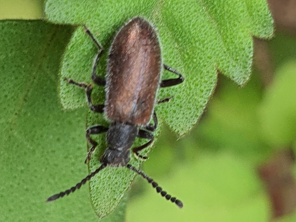 Chrysolagria