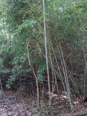 Phyllostachys aurea