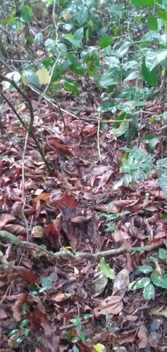 Forest Elephant