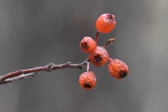 Crataegus sanguinea