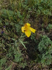 Oenothera affinis