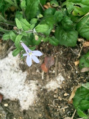 Lobelia pubescens