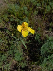 Oenothera affinis