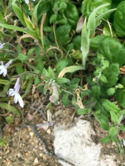 Lobelia pubescens