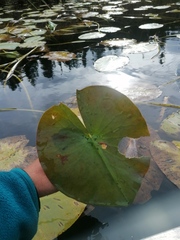 Nymphaea odorata