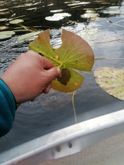 Nymphaea odorata