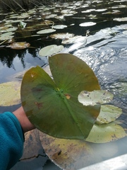Nymphaea odorata