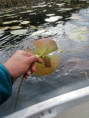 Nymphaea odorata