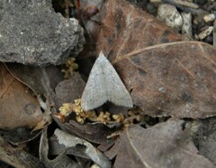 Bleptina caradrinalis