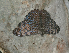 Hamadryas feronia
