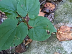 Dioscorea villosa