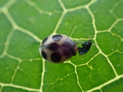 Platynaspis maculosa