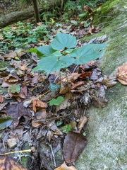 Dioscorea villosa