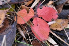 Fragaria viridis