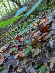 Dioscorea villosa