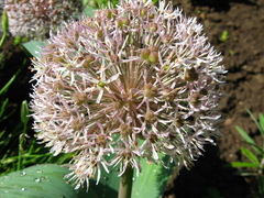 Allium karataviense