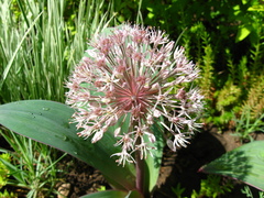 Allium karataviense