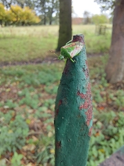 Cyphostethus tristriatus