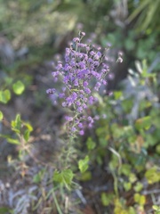 Liatris