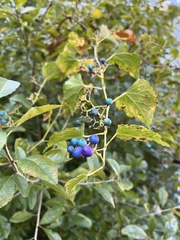 Ampelopsis glandulosa