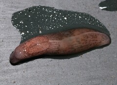 Tandonia kusceri