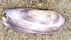 Siliqua costata