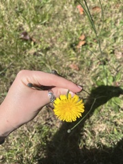 Hypochaeris radicata