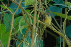 Hylophilus poicilotis