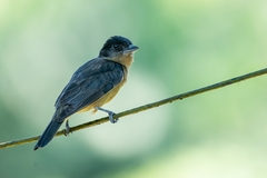 Pachyramphus validus