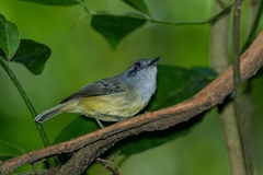 Dysithamnus mentalis