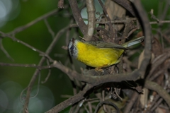 Basileuterus culicivorus