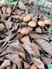 Psathyrella piluliformis