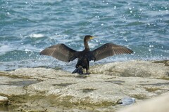 Phalacrocorax carbo