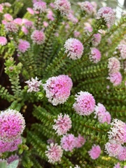 Pimelea ferruginea