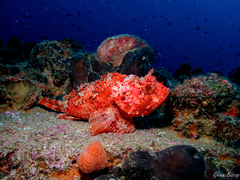 Scorpaena porcus