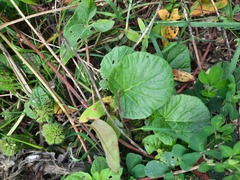 Barbarea vulgaris