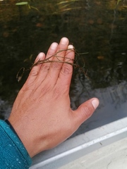 Najas guadalupensis