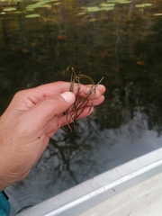 Najas guadalupensis