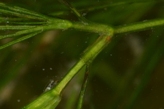 Najas minor