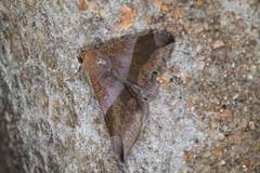 Bastilla maturata