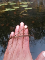 Najas guadalupensis