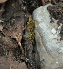 Eleutherodactylus marnockii