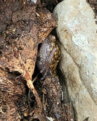 Eleutherodactylus marnockii