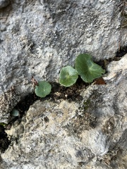 Umbilicus rupestris