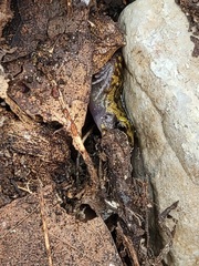 Eleutherodactylus marnockii