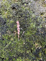 Umbilicus rupestris