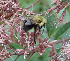 Bombus impatiens